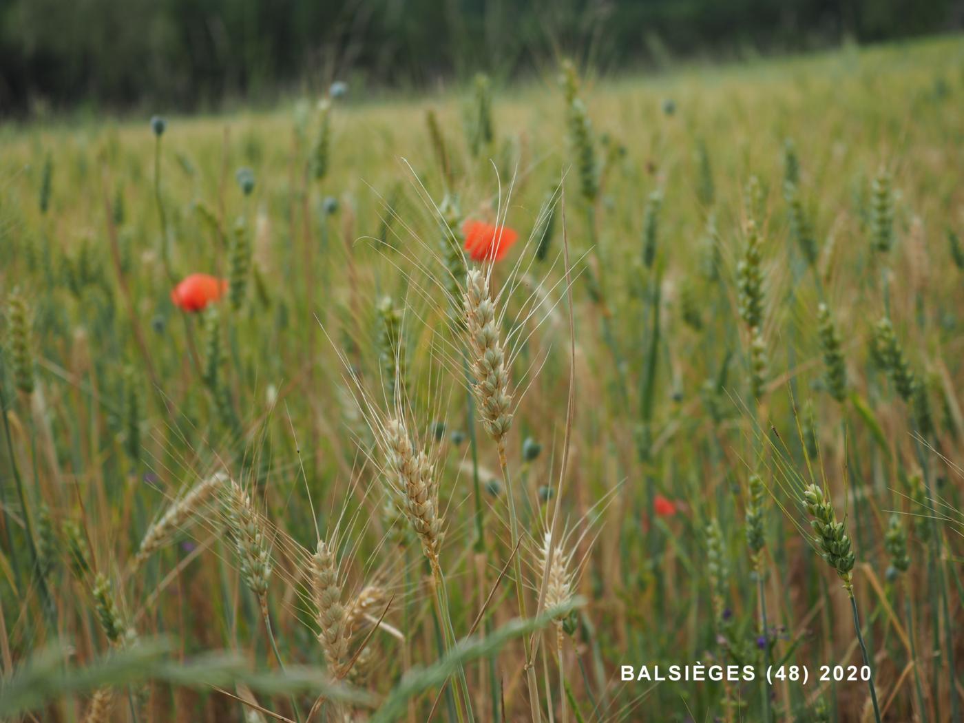 Barbu du Roussillon plant